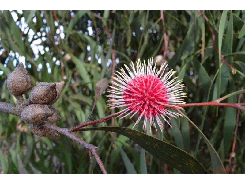 Lot 196 First Avenue, Kendenup WA 6323