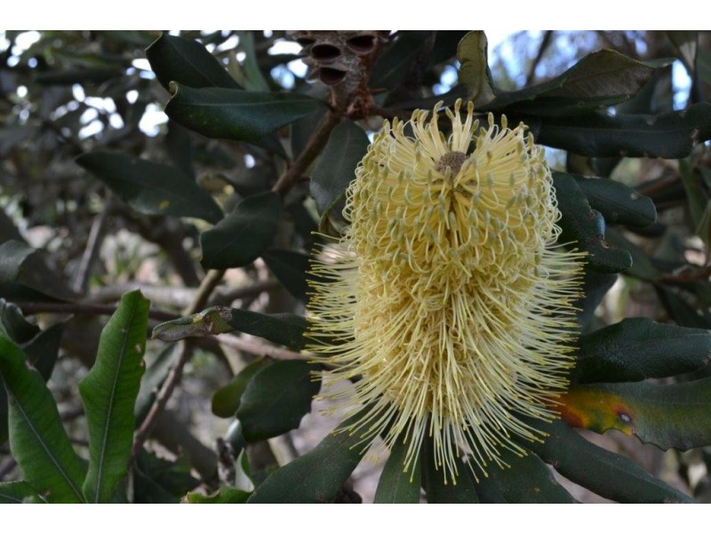 Lot 196 First Avenue, Kendenup WA 6323