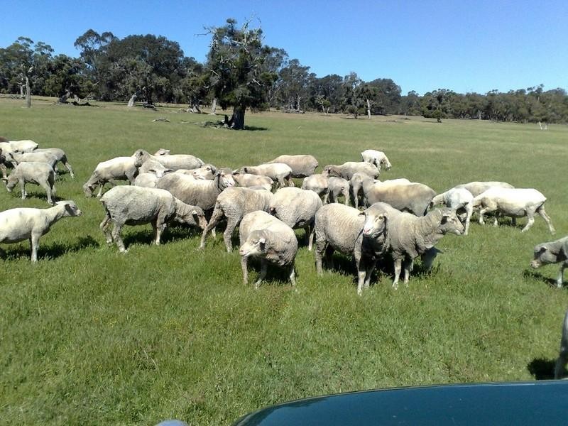 1059 Rocky Gully Road, Mount Barker WA 6324