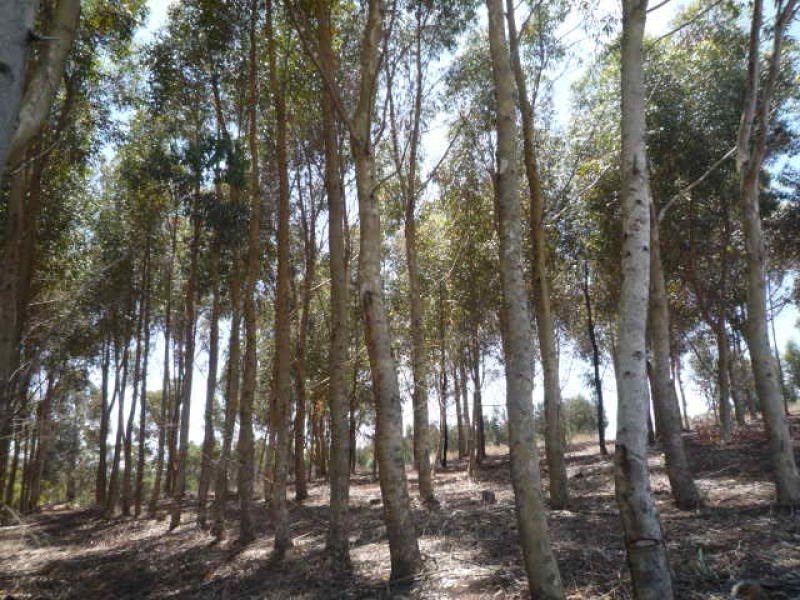 Lot 3 Mt Barker Porongurup Road, Porongurup WA 6324