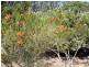 Lot 703 Bloomfield Rise, Mount Barker WA 6324