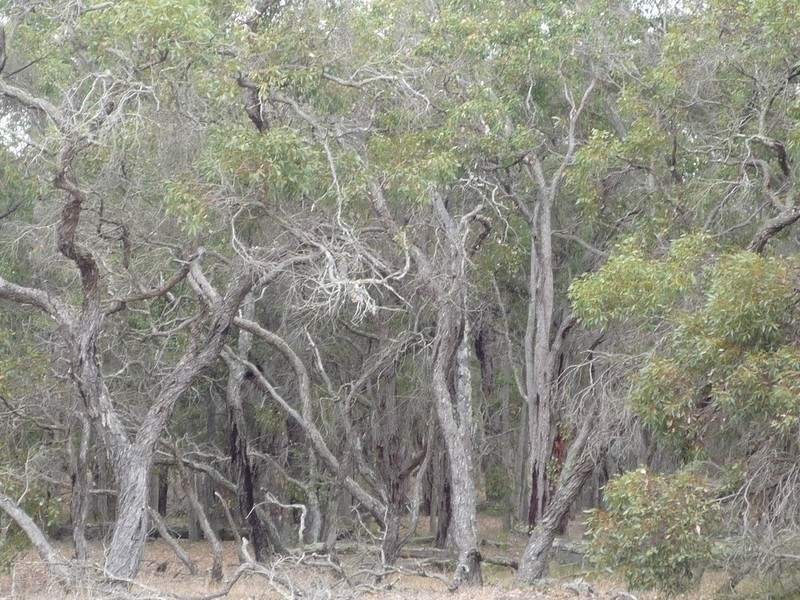 Lot 52 Surrey Downs Road, Porongurup WA 6324