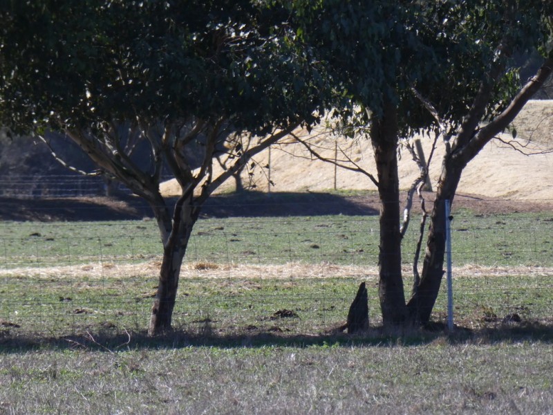 Lot 701 Gough Road, Kendenup WA 6323