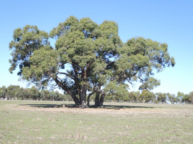 Lot 701 Gough Road, Kendenup WA 6323