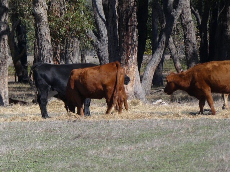 Lot 701 Gough Road, Kendenup WA 6323