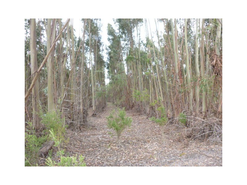 L1849 Kwornicup Road, Mount Barker WA 6324