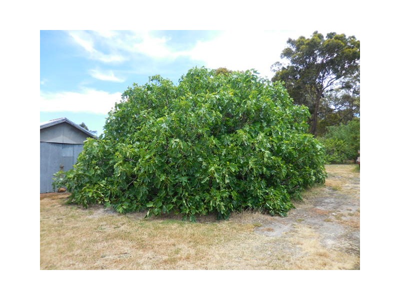 41 Menston Street, Mount Barker WA 6324