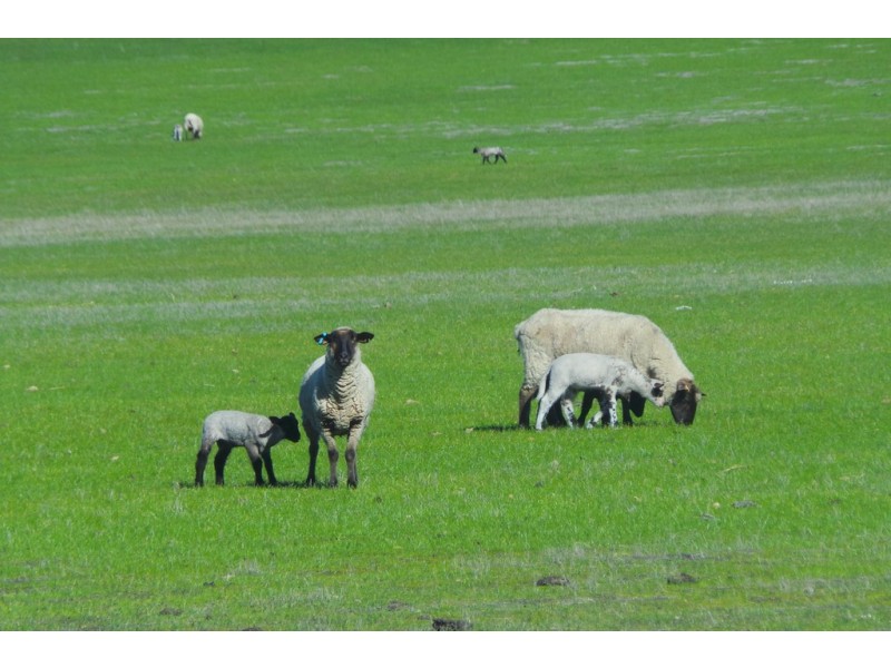 1600 Fisher Road, Kojonup WA 6395