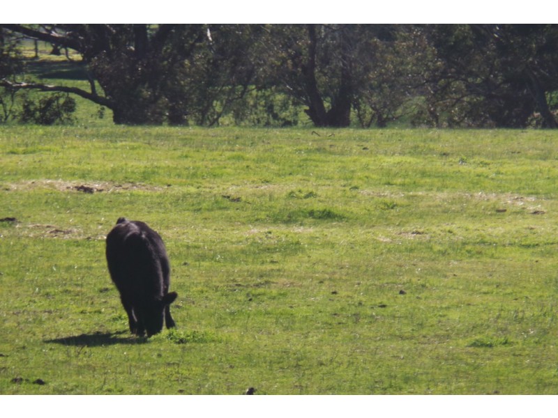 Glen Oaklands Kojonup-Frankland Road, Kojonup WA 6395