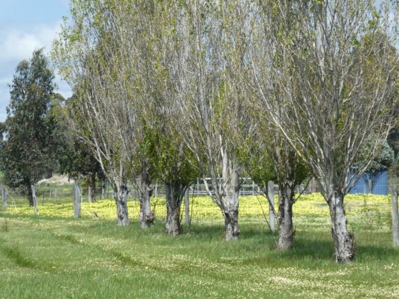 Lot 103 Ingoldby Street, Mount Barker WA 6324