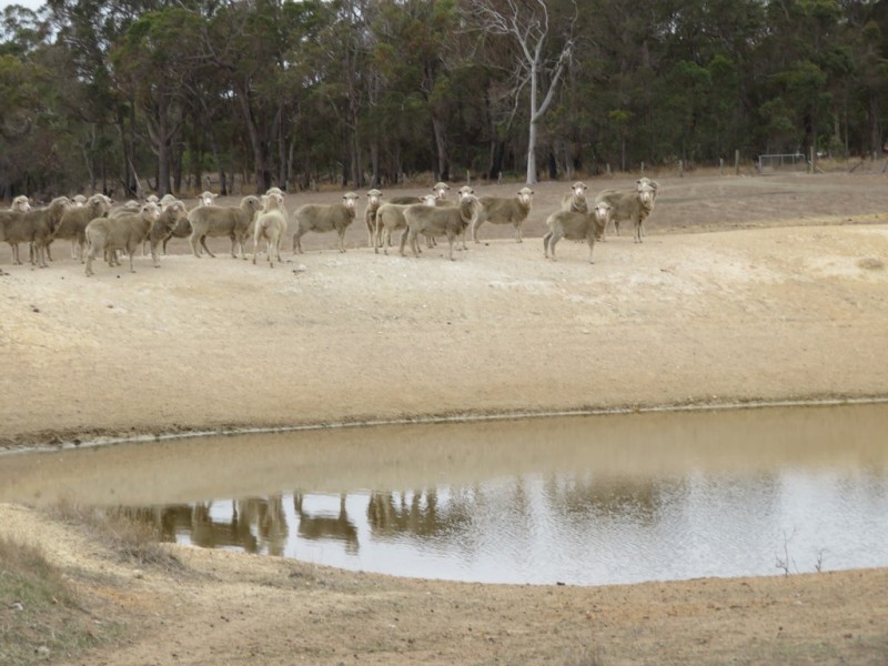 Lot 238 and 239 West Beattie Road, Kendenup WA 6323