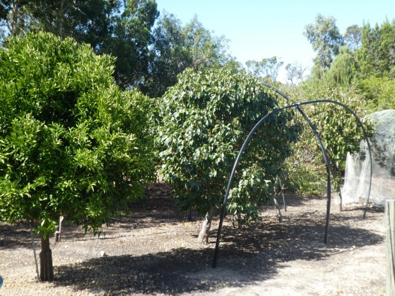 66 Martin Street, Mount Barker WA 6324