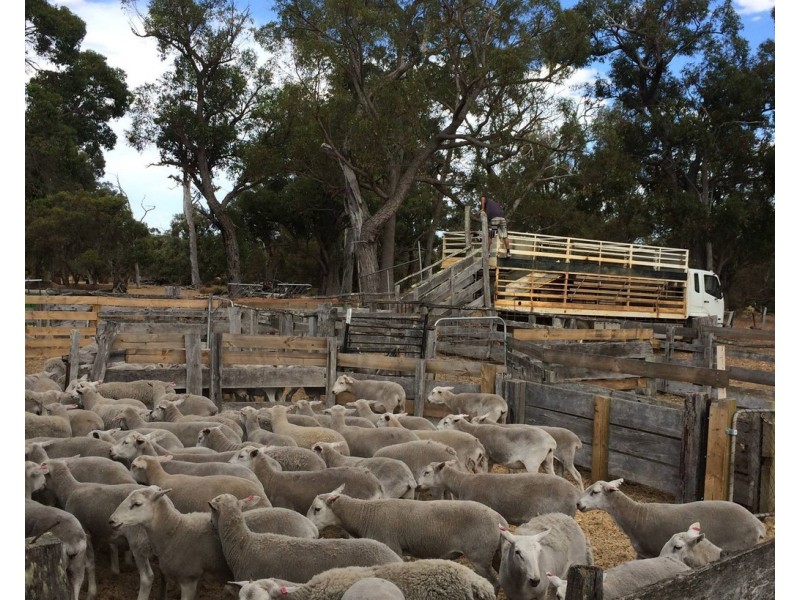 Lot 2250 and 900 Merfield Road, Rocky Gully WA 6397