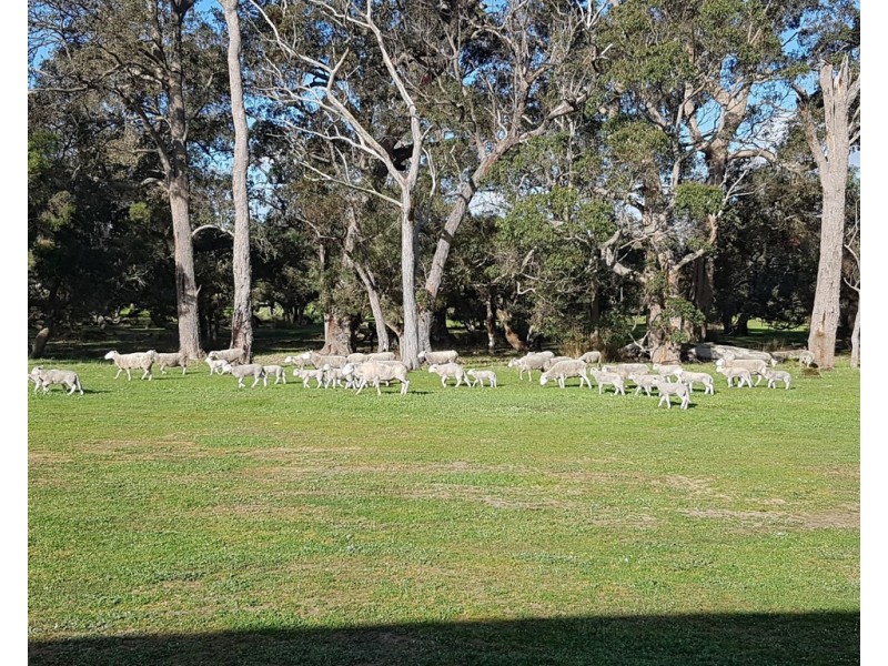 Lot 2250 and 900 Merfield Road, Rocky Gully WA 6397