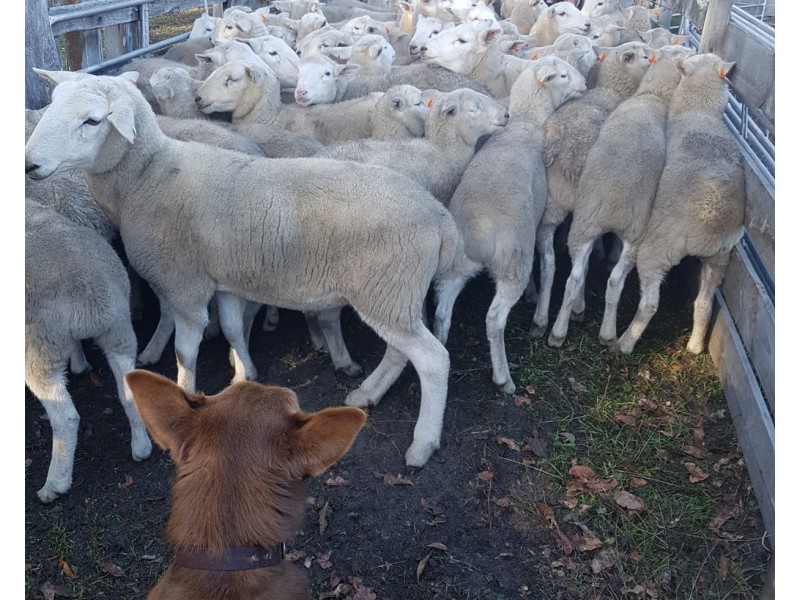 Lot 2250 and 900 Merfield Road, Rocky Gully WA 6397