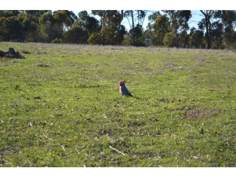 Lot 117 Cnr Moore and Brewer Street, Tenterden WA 6322