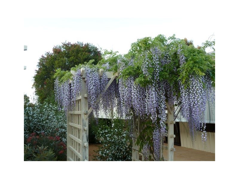 Lot 151 Athelton Street, Mount Barker WA 6324