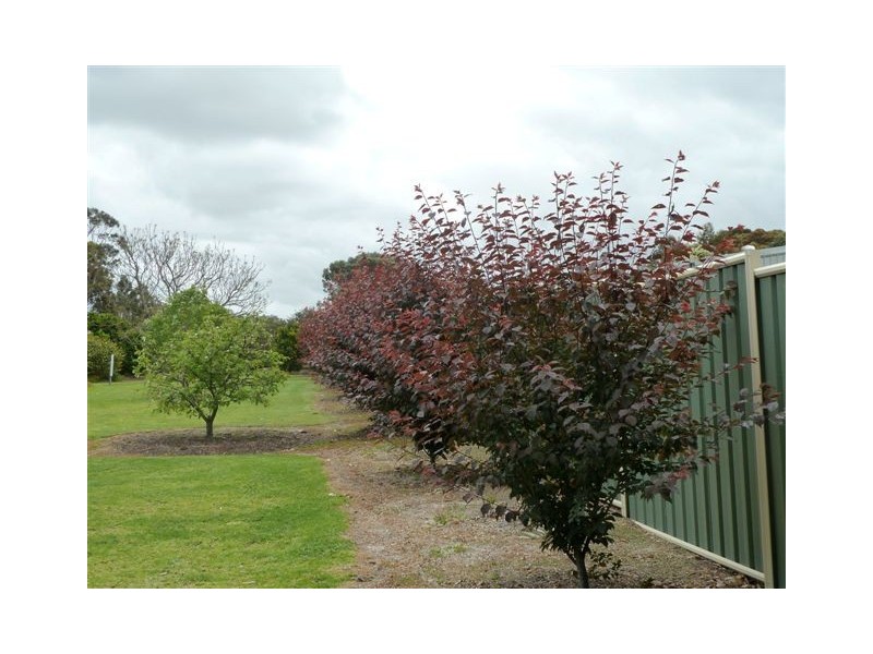 Lot 151 Athelton Street, Mount Barker WA 6324