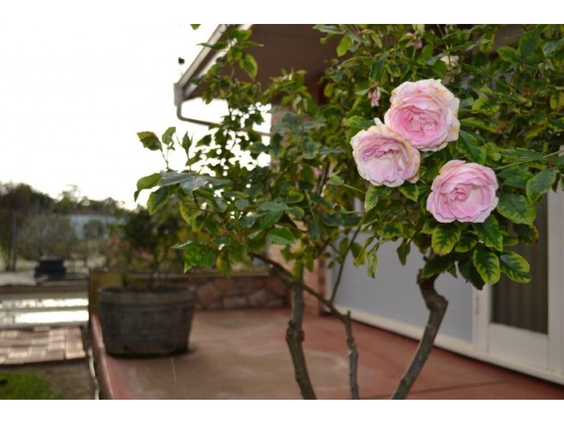 2 Grantham Street, Cranbrook WA 6321