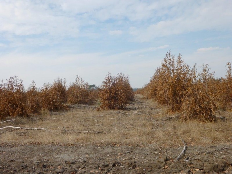 Loc 78and79 Pardelup Road, Forest Hill WA 6324