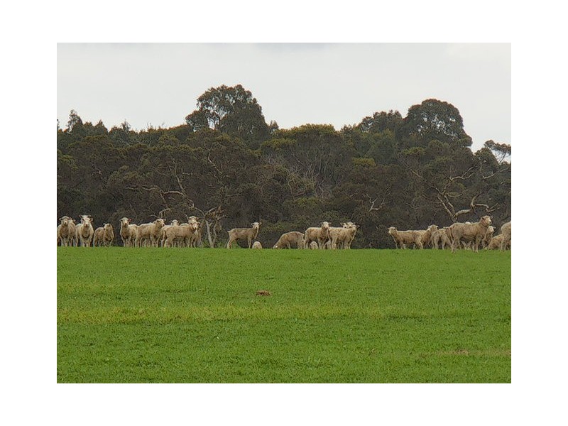 Lot 2809 Eulup-Manurup Road, Mount Barker WA 6324