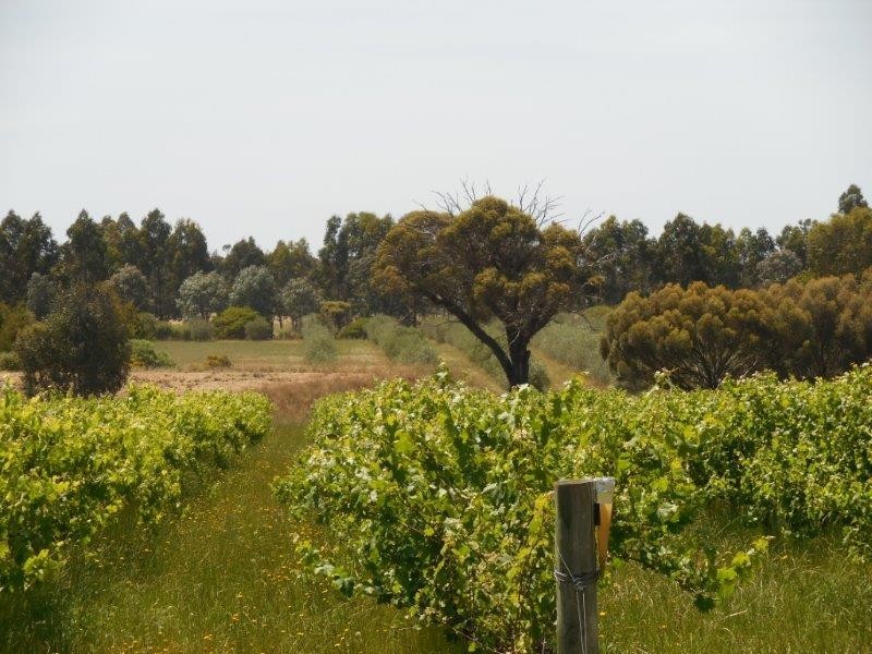 109 McCook Road, Mount Barker WA 6324