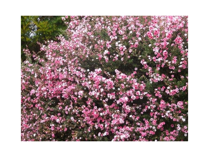 3 Lord Street, Mount Barker WA 6324