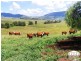1247 Sandy Creek Road, Muswellbrook NSW 2333