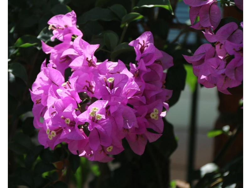 12 Pepperberry Lane, Cannon Valley QLD 4800