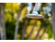61 Eshelby Drive, Cannonvale QLD 4802