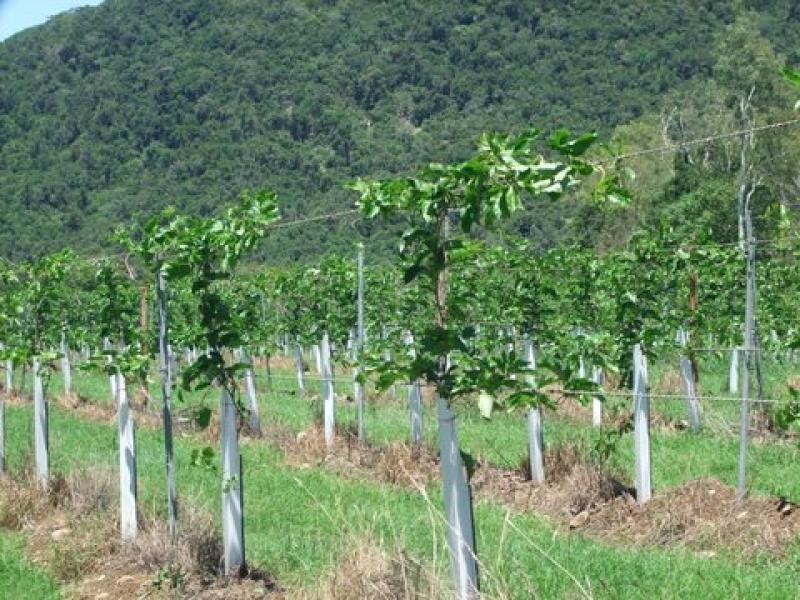 287 Patullo Road, Whitsundays QLD 4802