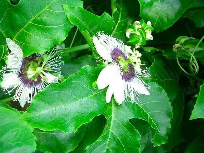 287 Patullo Road, Whitsundays QLD 4802