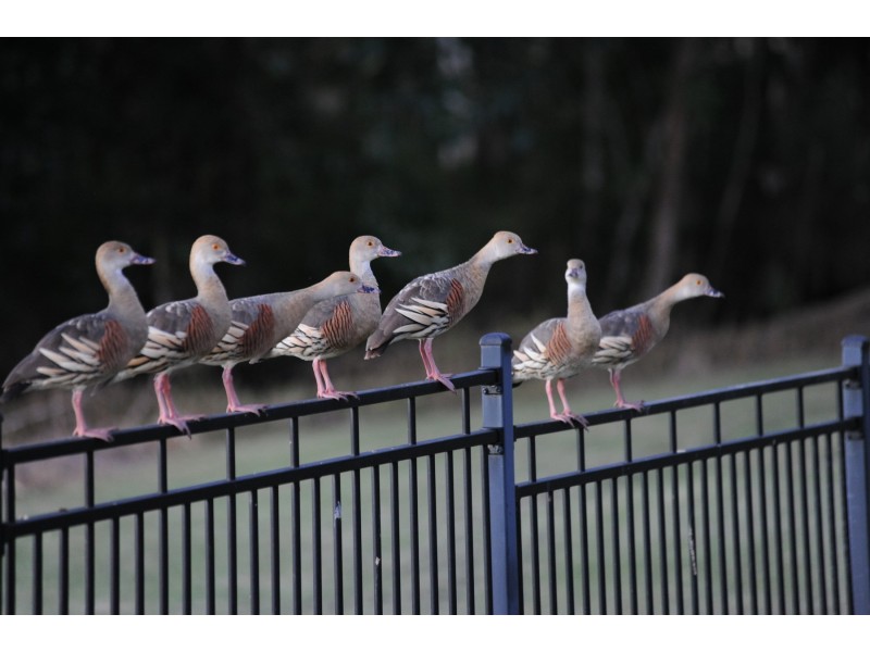 14 Waite Creek Court, Cannonvale QLD 4802