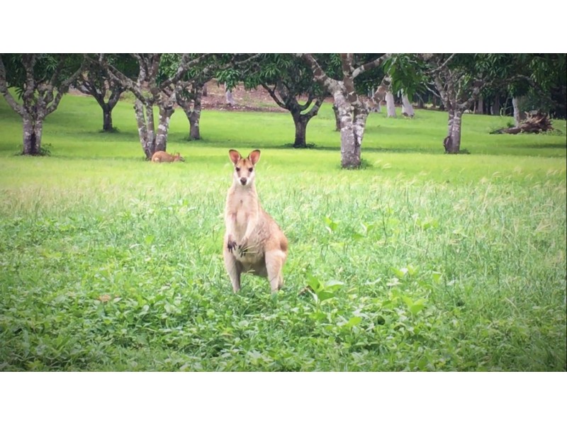Lot 602 / 47 Pringle Road, Woodwark QLD 4802