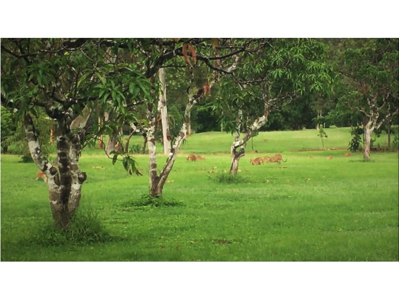 Lot 602 / 47 Pringle Road, Woodwark QLD 4802