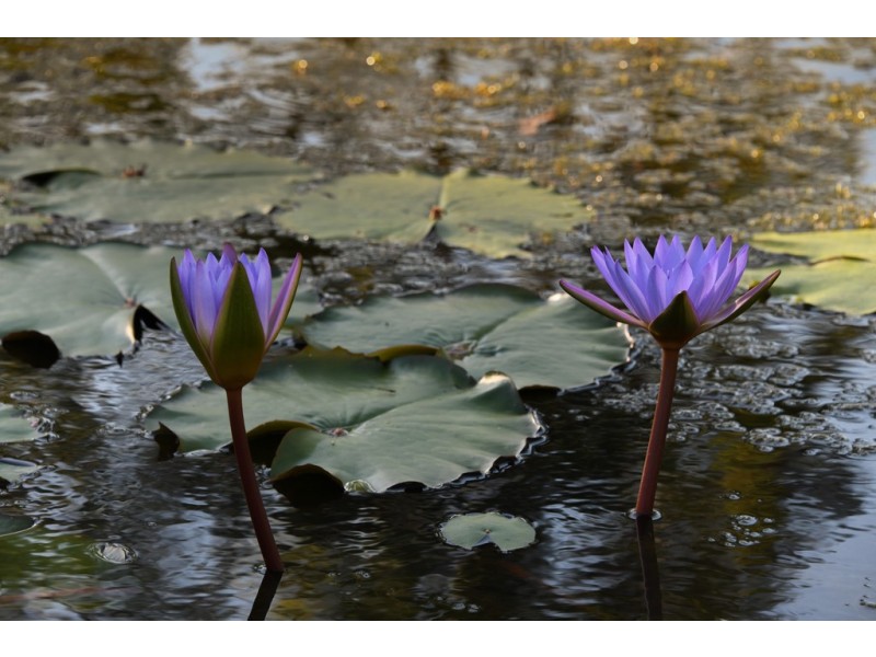 4 Lawson Street, Midge Point QLD 4799