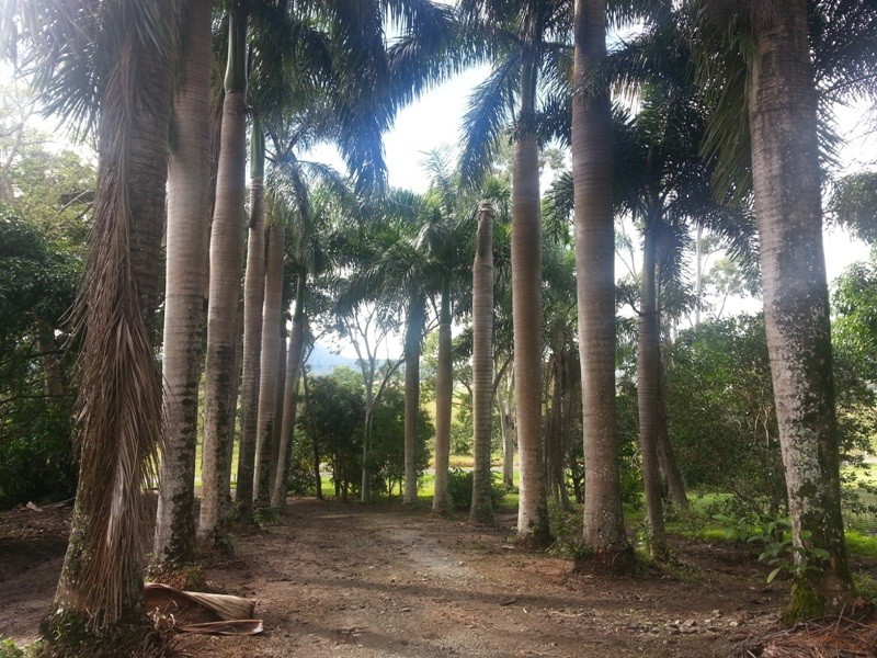 163 Camm Road, Mount Julian QLD 4800