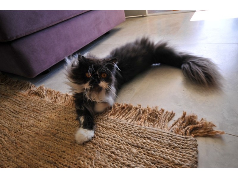 14/144 Shingley Drive, Airlie Beach QLD 4802