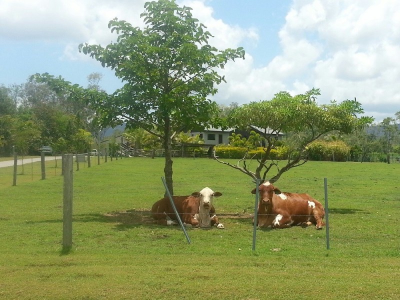 108 Tucker Road, Riordanvale QLD 4800