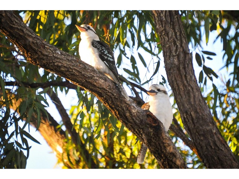 15 Woomerah Avenue, Cannonvale QLD 4802