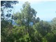 13 Neerim Crescent, Shute Harbour QLD 4802