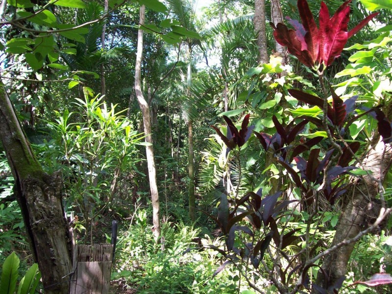 287 Saltwater Creek Road, Conway QLD 4800