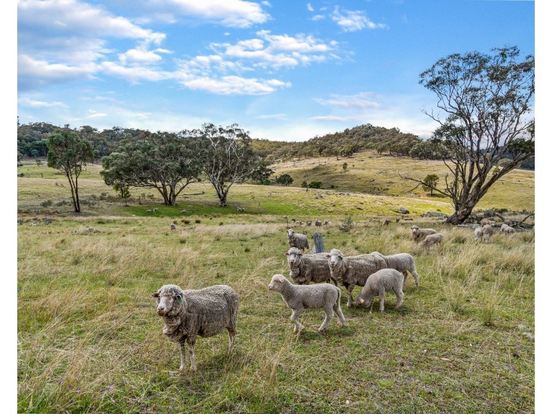 669 Big Springs Road, Big Springs NSW 2650