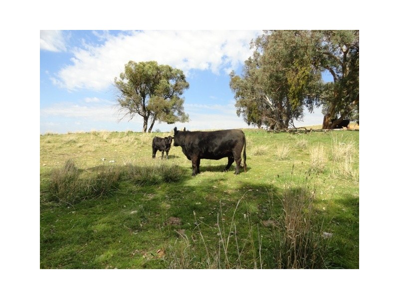 . “Back Station Creek” Reno Road, Gundagai NSW 2722