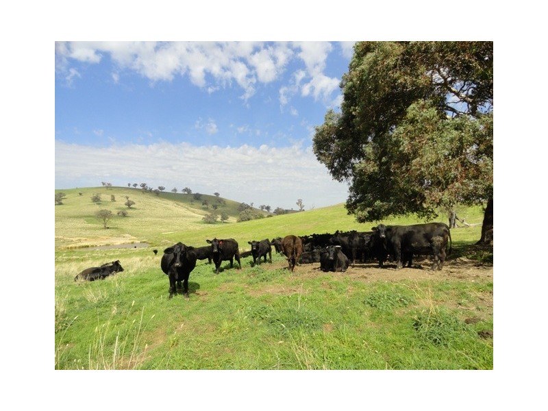 . “Back Station Creek” Reno Road, Gundagai NSW 2722