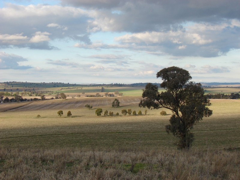 . Willis Lane, Yathella NSW 2650