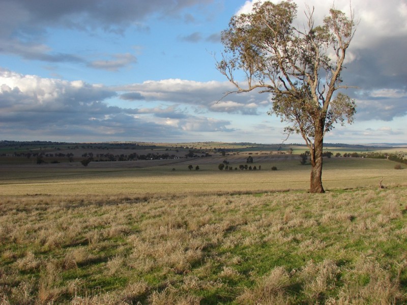 . Willis Lane, Yathella NSW 2650