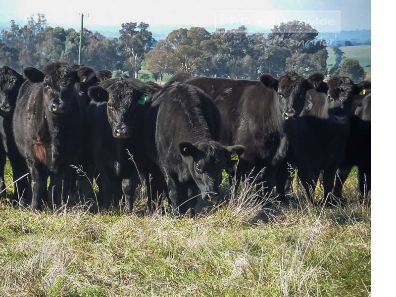 537 O’Briens Creek Road, Big Springs NSW 2650