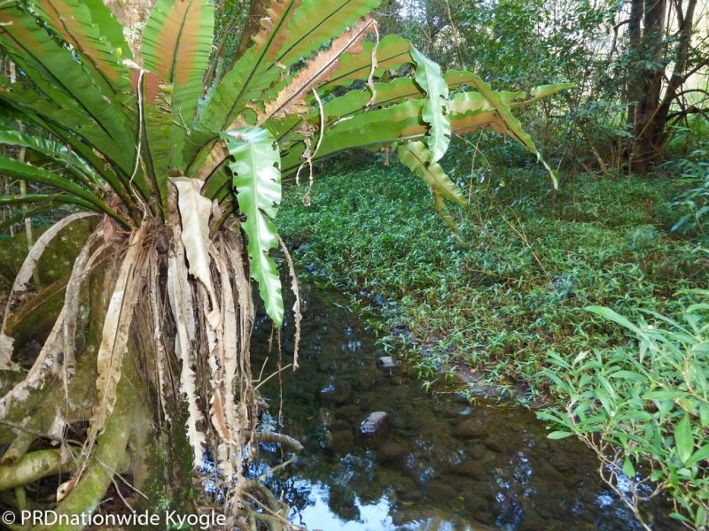 Lot41 Roseberry Creek Road, Via, Kyogle NSW 2474