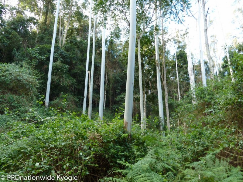 Lot41 Roseberry Creek Road, Via, Kyogle NSW 2474